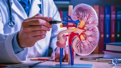 What is the Renal Vein?